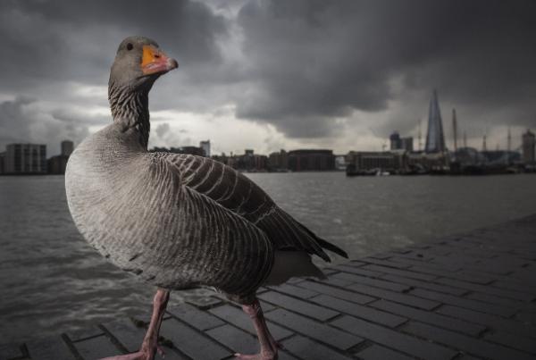 British Wildlife Photography Awards Exhibition